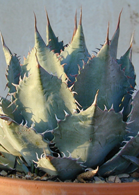 Agave parrasana 'Meat Claw'